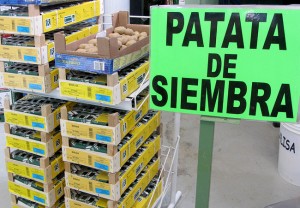 Patata de siembra